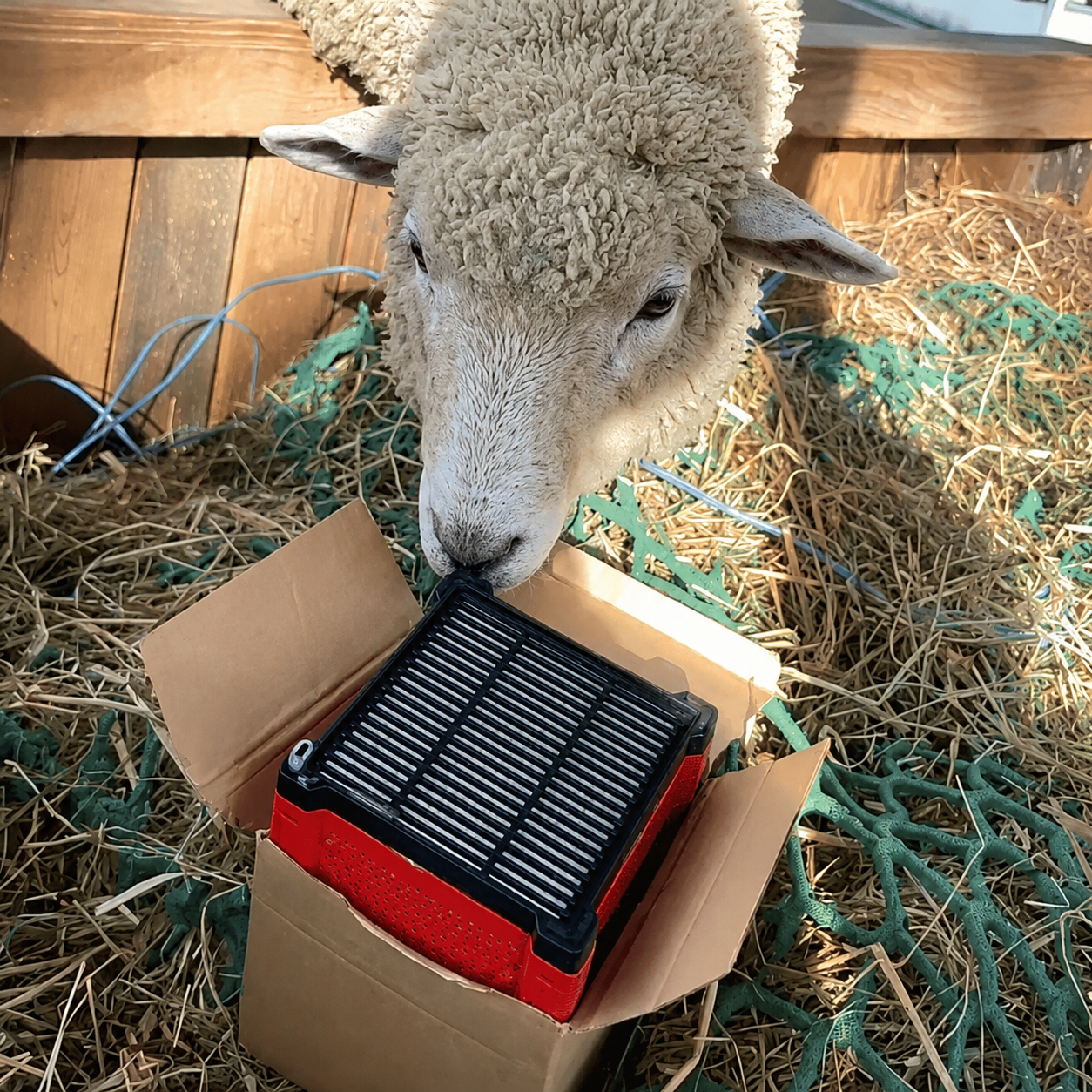 Filterbox - Sheep & Goats
